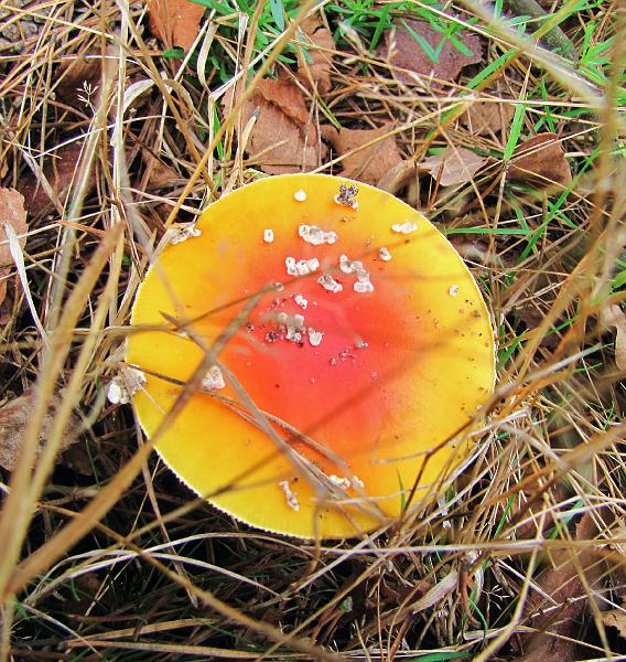 Wandeling van Monke en Judith op 21-10-2012 (22).JPG
